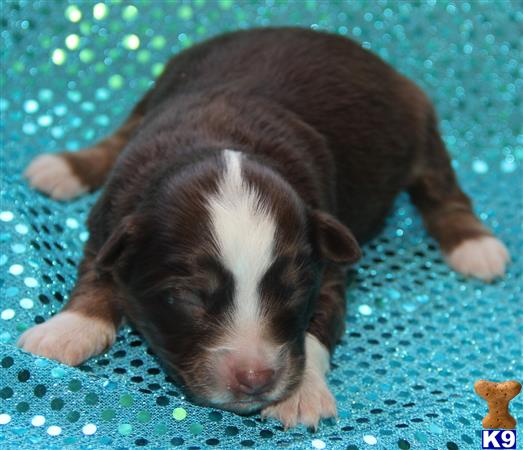 Miniature Australian Shepherd